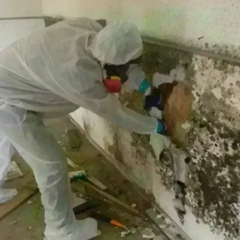 Mold Remediation and Removal in Wyoming, MN